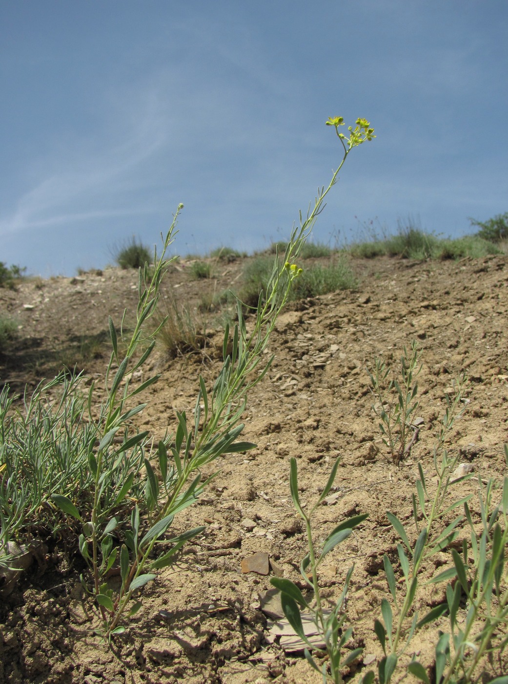 Image of Haplophyllum villosum specimen.