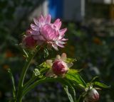 Xerochrysum bracteatum