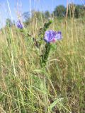 Echium vulgare