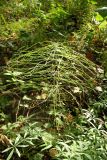 Equisetum pratense