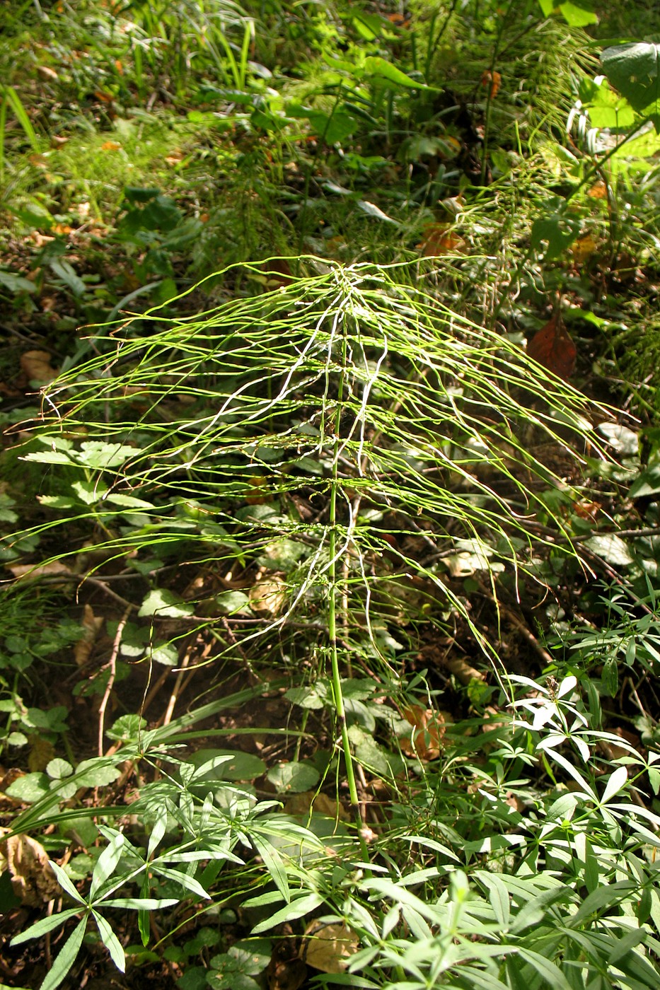 Image of Equisetum pratense specimen.