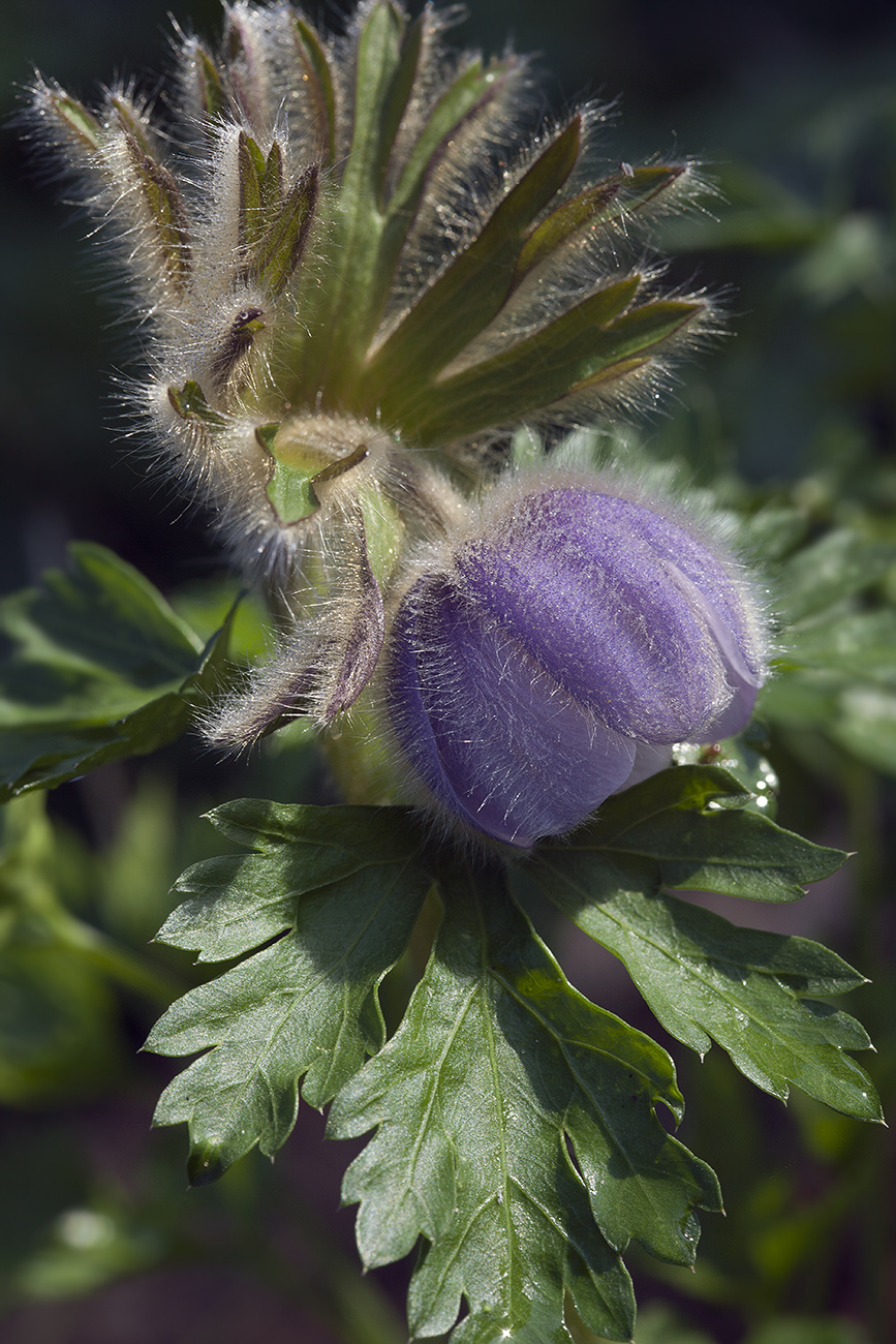 Image of Pulsatilla ajanensis specimen.