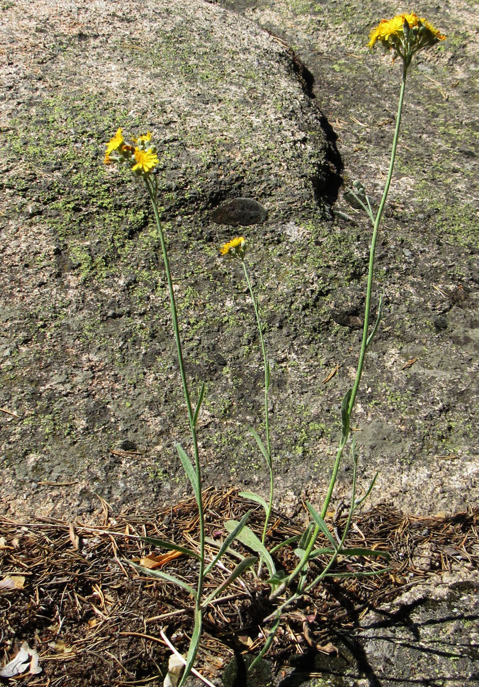 Image of Pilosella echioides specimen.