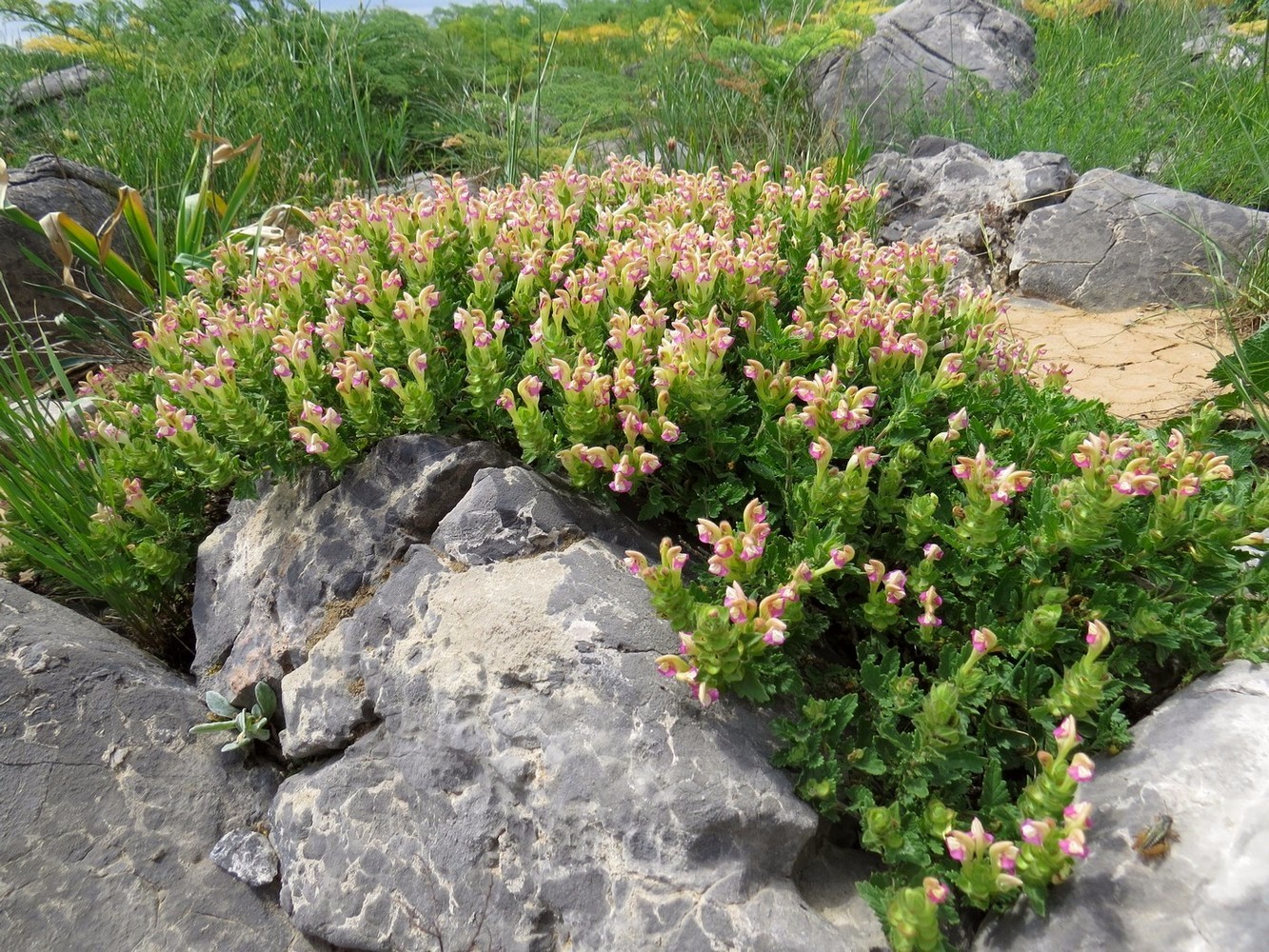 Image of Scutellaria adsurgens specimen.