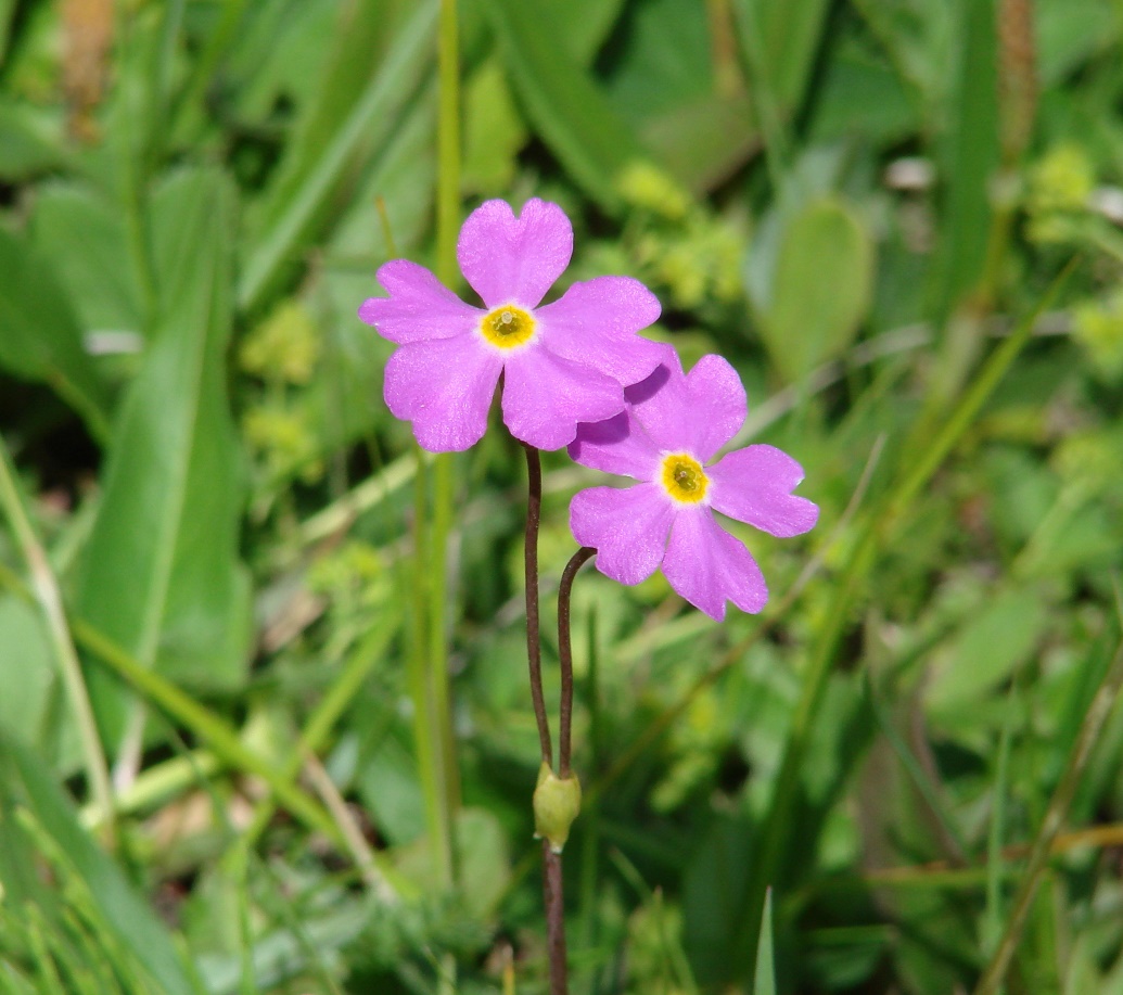 Image of Primula nutans specimen.