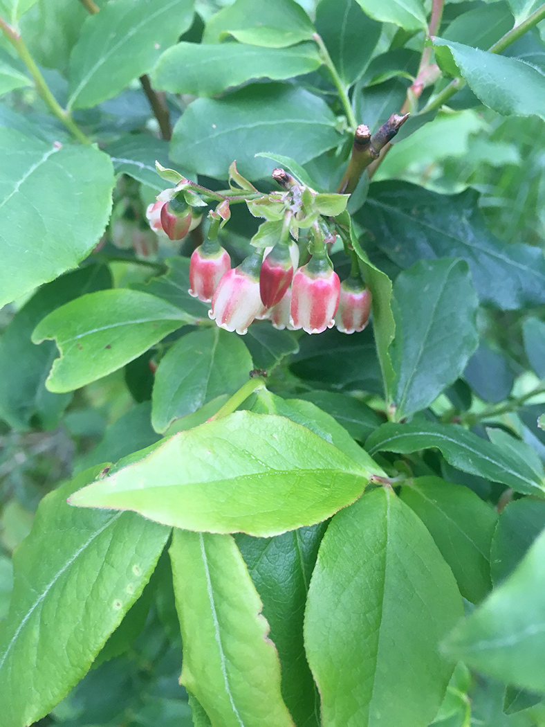 Изображение особи Vaccinium arctostaphylos.