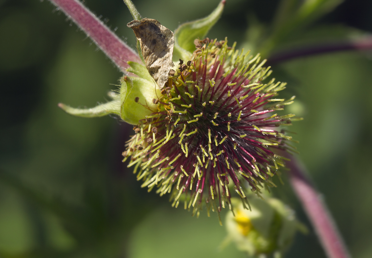Image of Geum aleppicum specimen.