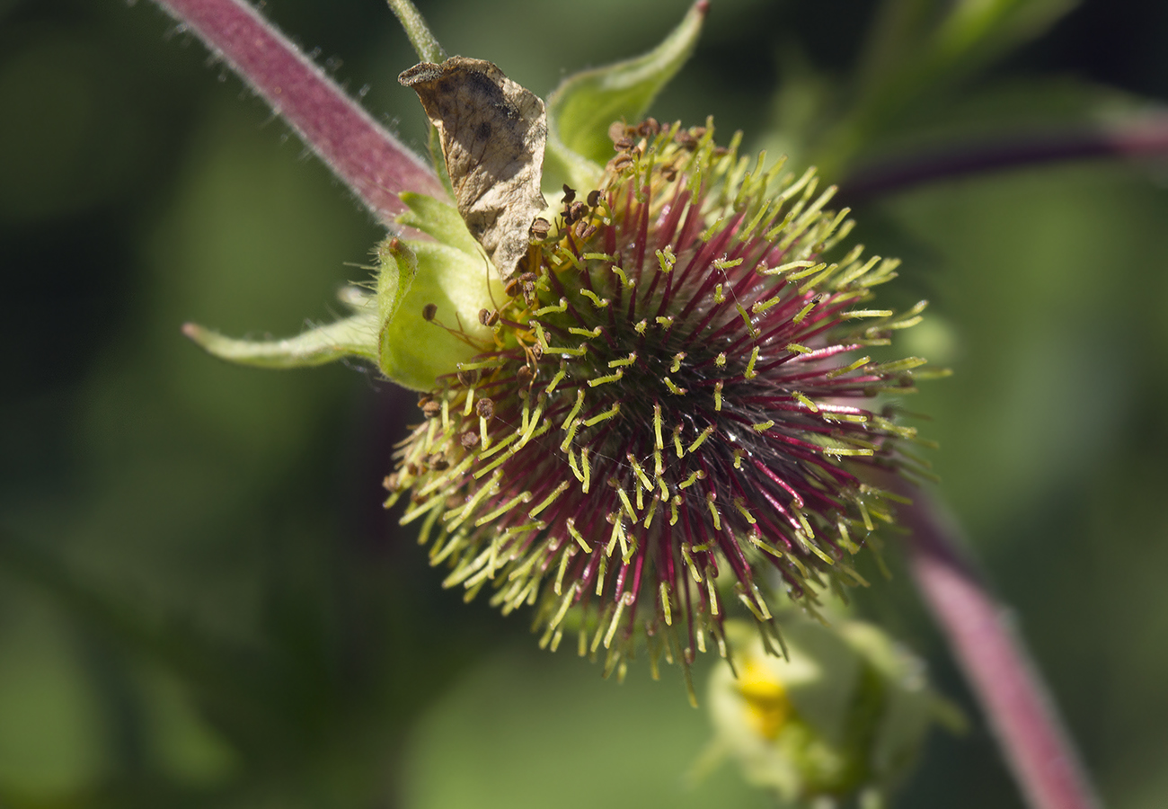 Изображение особи Geum aleppicum.