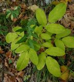 Dictamnus gymnostylis. Вегетирующее растение. Крым, Бахчисарайский р-н, Большой каньон Крыма, долина р. Коккозка, широколиственный лес. 25.09.2019.