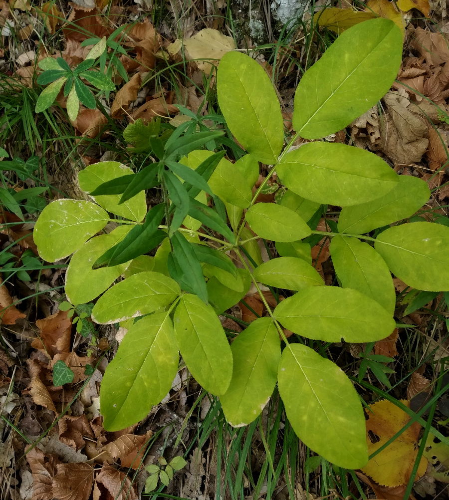Изображение особи Dictamnus gymnostylis.
