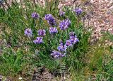 Oxytropis kusnetzovii. Цветущие растения. Алтай, Улаганский р-н, окр. с. Акташ, Курайский хребет, гора Лысуха, ≈ 2400 м н.у.м., каменистый склон. 21.06.2019.