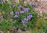 Oxytropis kusnetzovii