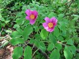 Paeonia caucasica. Цветущее растение; хорошо заметны характерные для вида дважды тройчатые листья с овальными долями. Краснодарский край, Сочинский р-н, Красная Поляна, горный буковый лес. Конец мая.