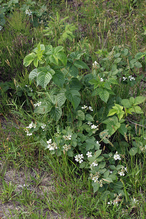 Изображение особи Rubus nessensis.