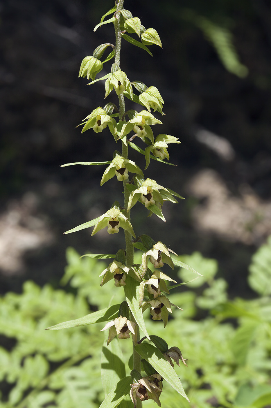 Image of Epipactis papillosa specimen.