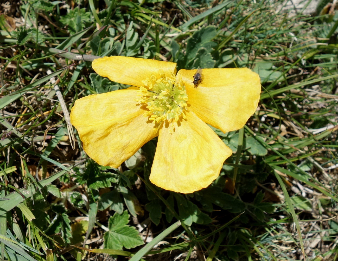 Image of Papaver croceum specimen.