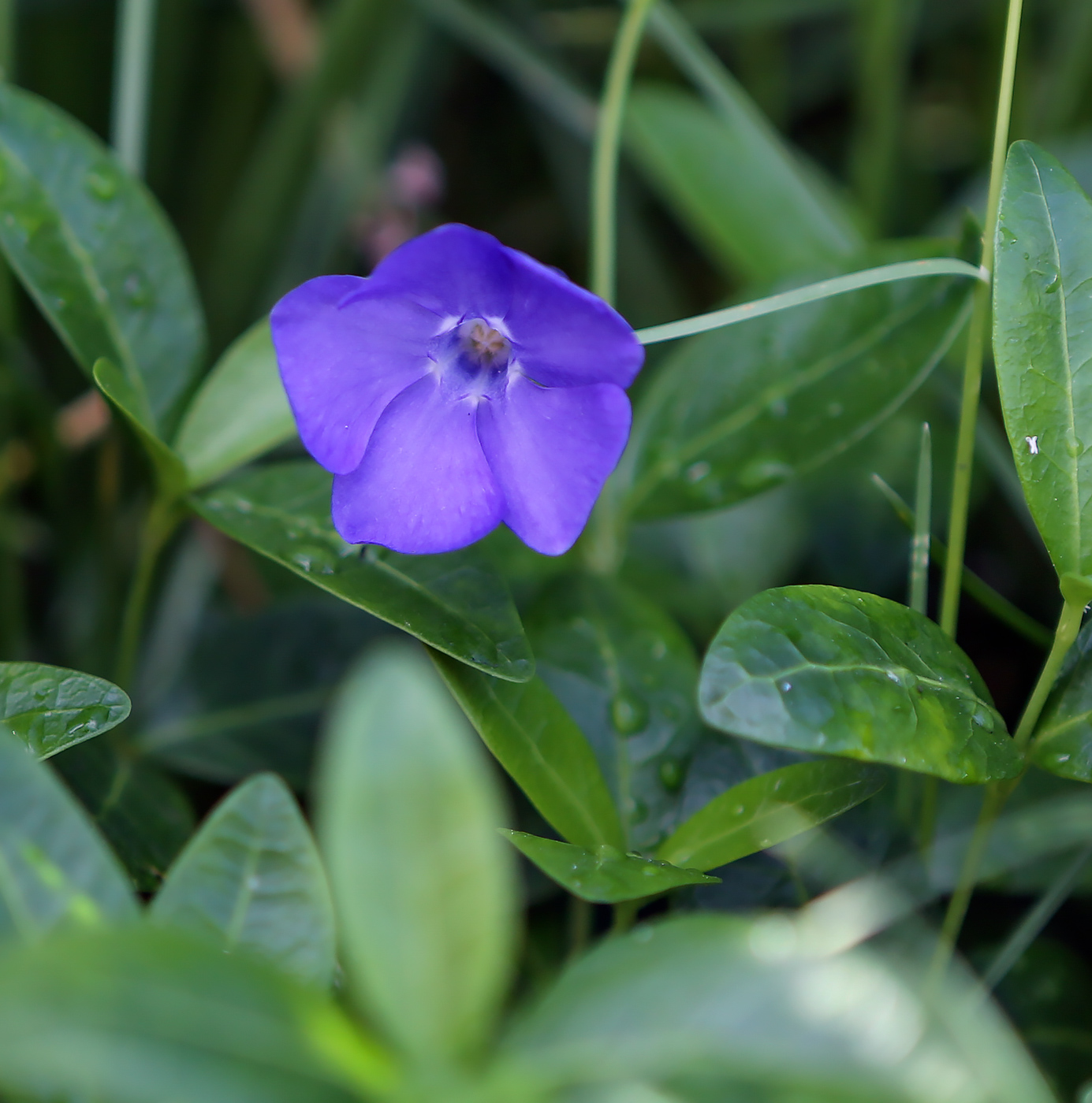 Image of Vinca minor specimen.