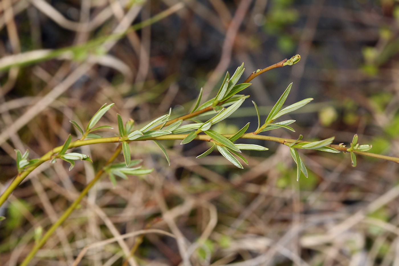 Изображение особи Salix rosmarinifolia.