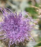 Cirsium cephalotes. Верхняя часть соцветия. Кабардино-Балкария, Эльбрусский р-н, долина р. Ирик, луг на поляне чуть выше каменных останцев, ≈ 2000 м н.у.м. 14 сентября 2016 г.