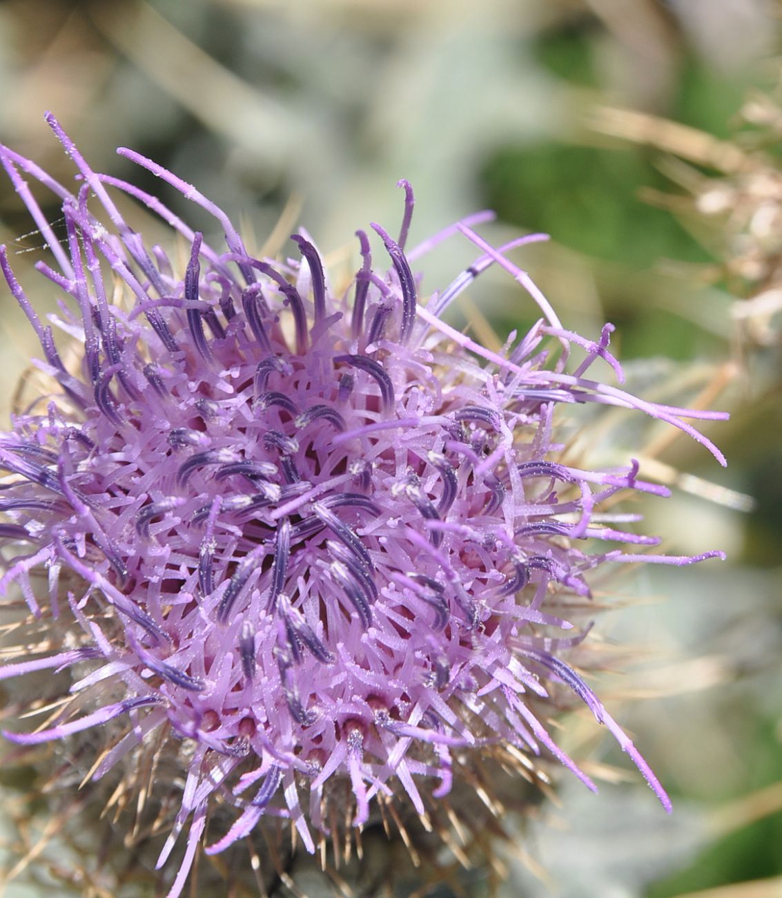 Image of Cirsium cephalotes specimen.