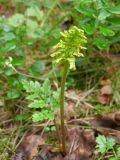Botrychium multifidum
