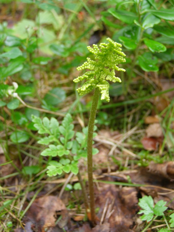 Изображение особи Botrychium multifidum.