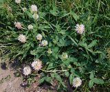 Trifolium ambiguum
