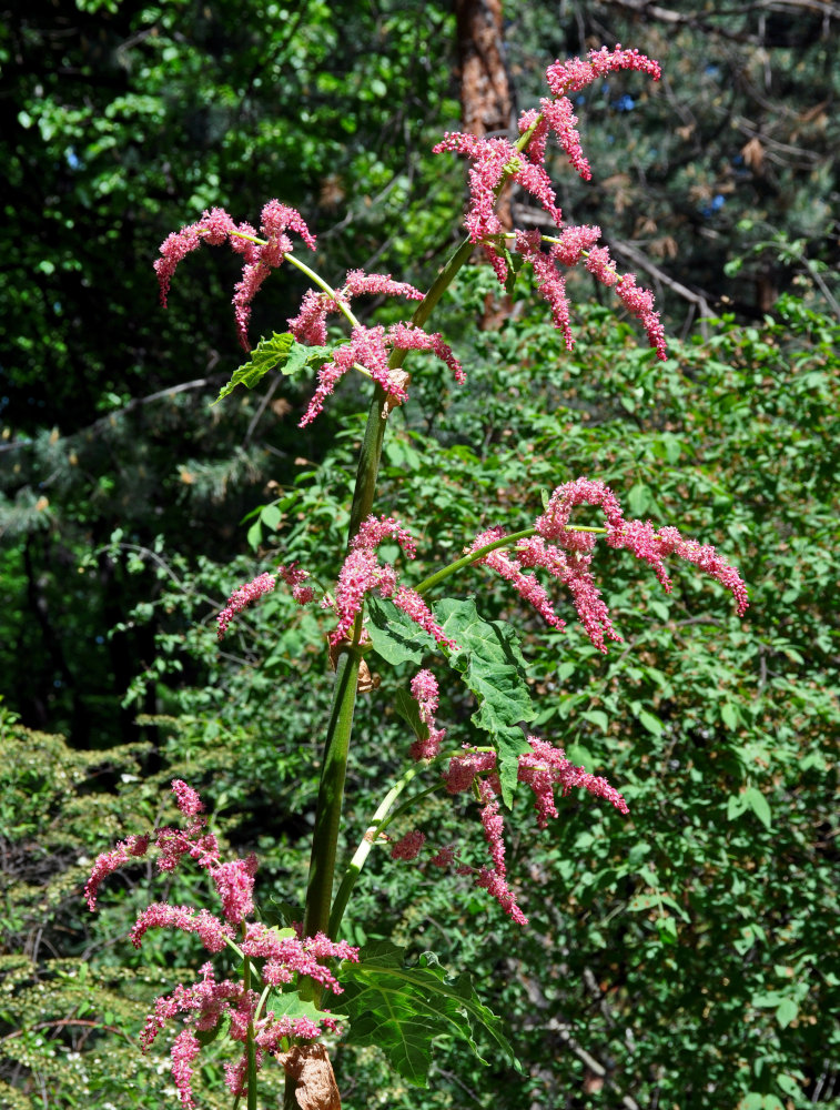 Image of Rheum palmatum specimen.