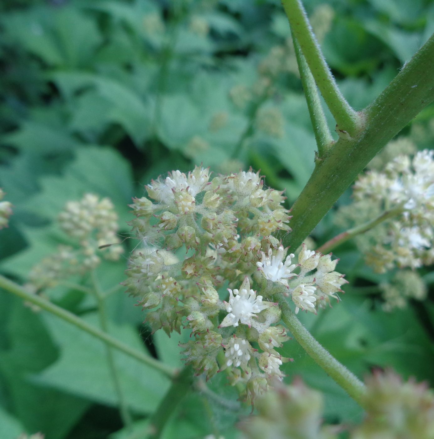 Изображение особи Rodgersia podophylla.