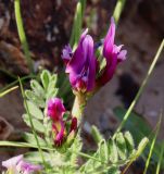 Astragalus callichrous. Соцветия. Израиль, окр. г. Арад, каменистая опустыненная фригана. 04.03.2020.