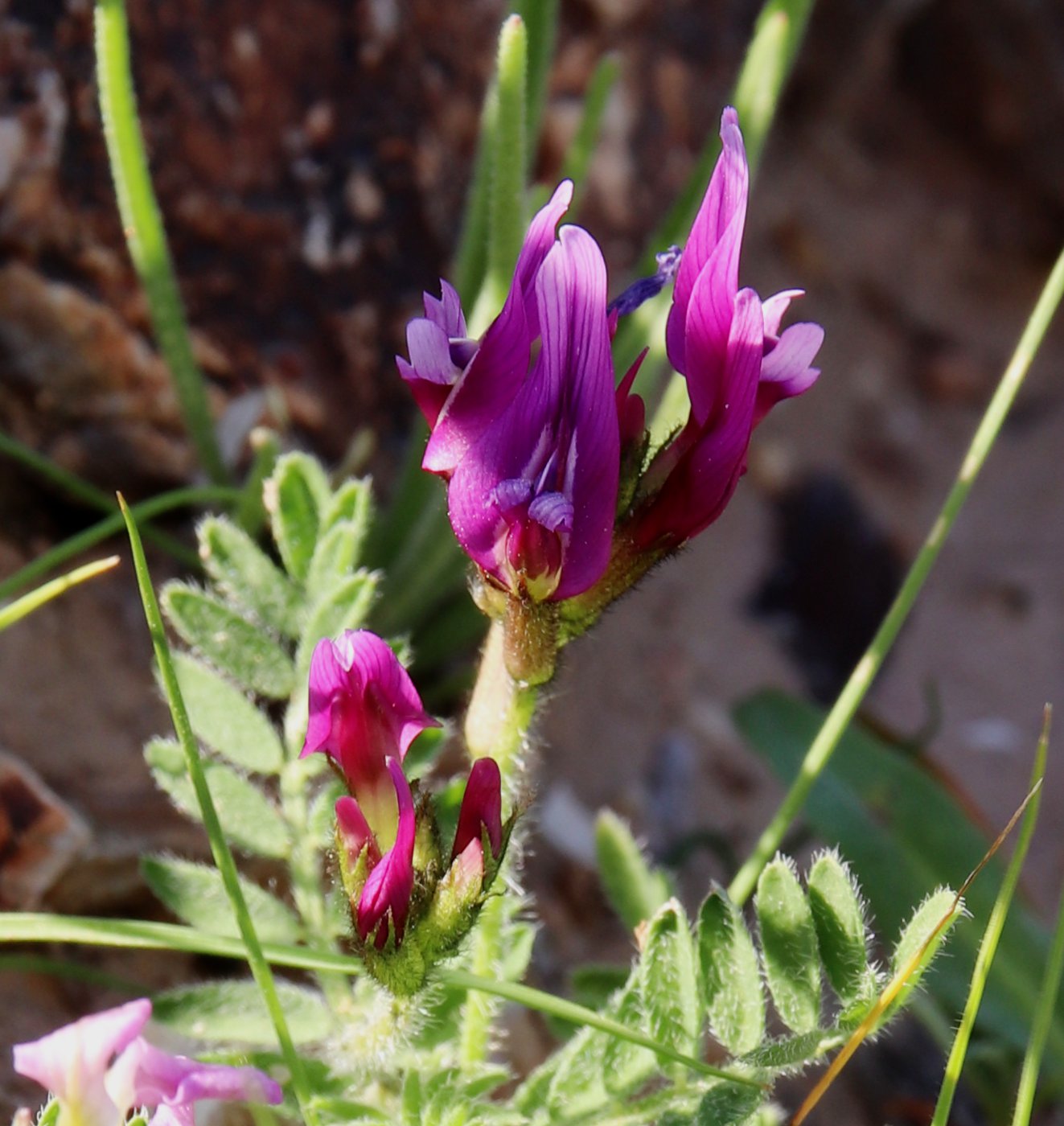 Изображение особи Astragalus callichrous.