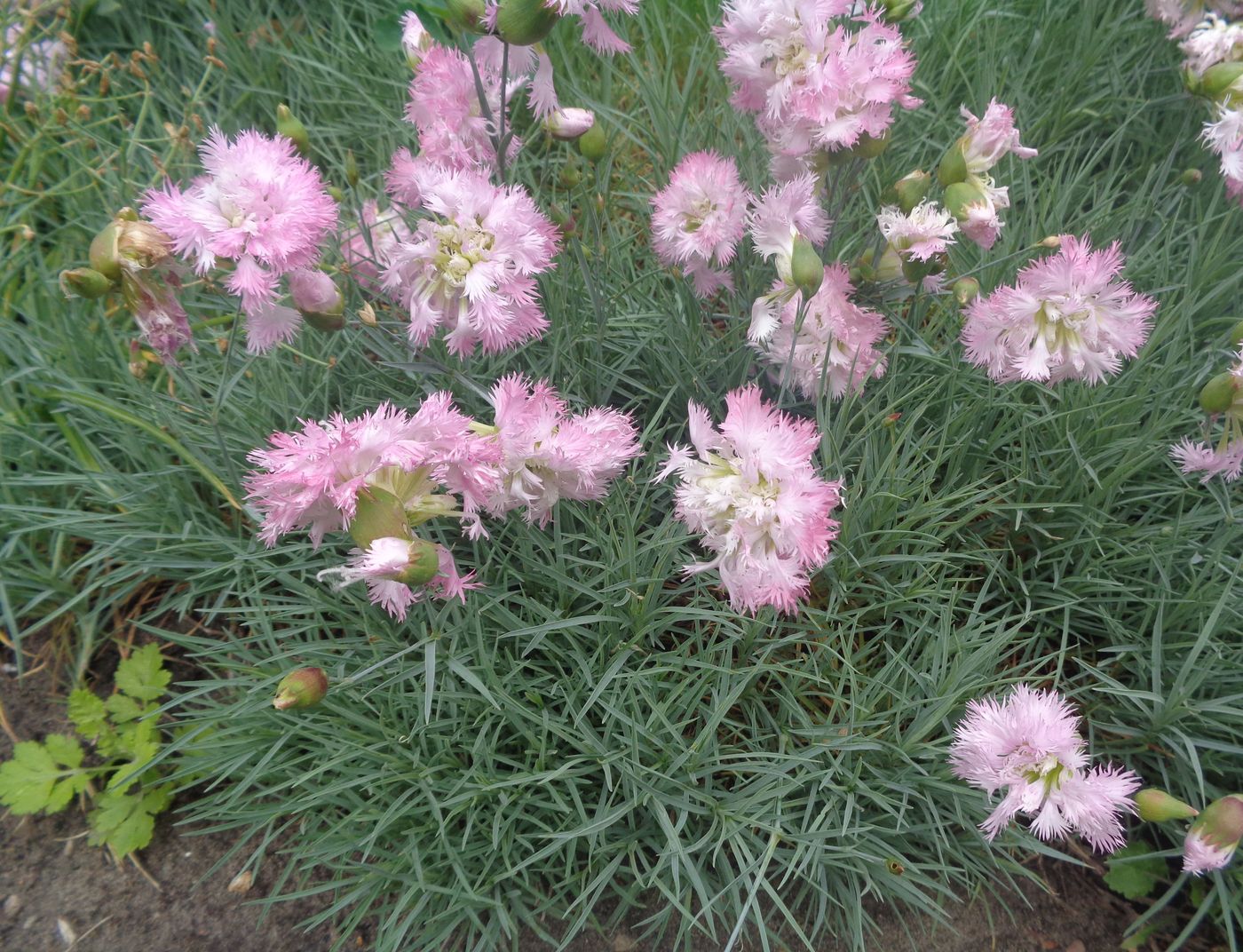 Изображение особи Dianthus plumarius.