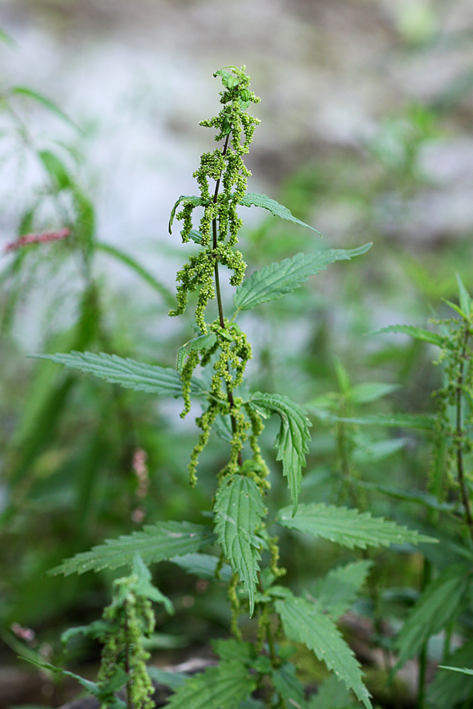 Image of Urtica angustifolia specimen.