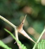 Vachellia collinsii