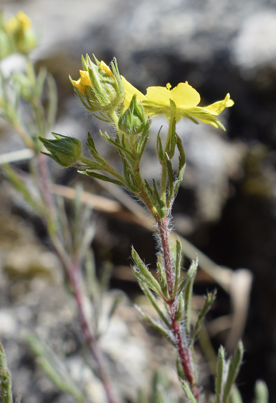 Image of Potentilla hirta specimen.