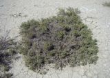 Halocnemum strobilaceum