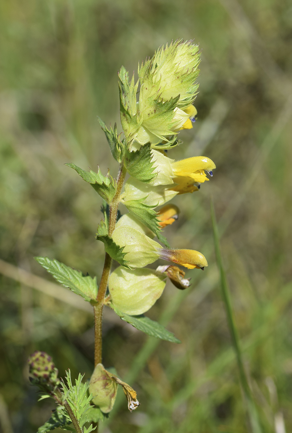 Изображение особи Rhinanthus pumilus.