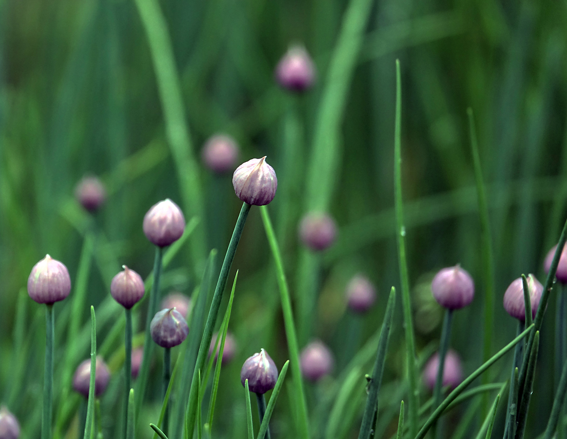 Изображение особи Allium schoenoprasum.