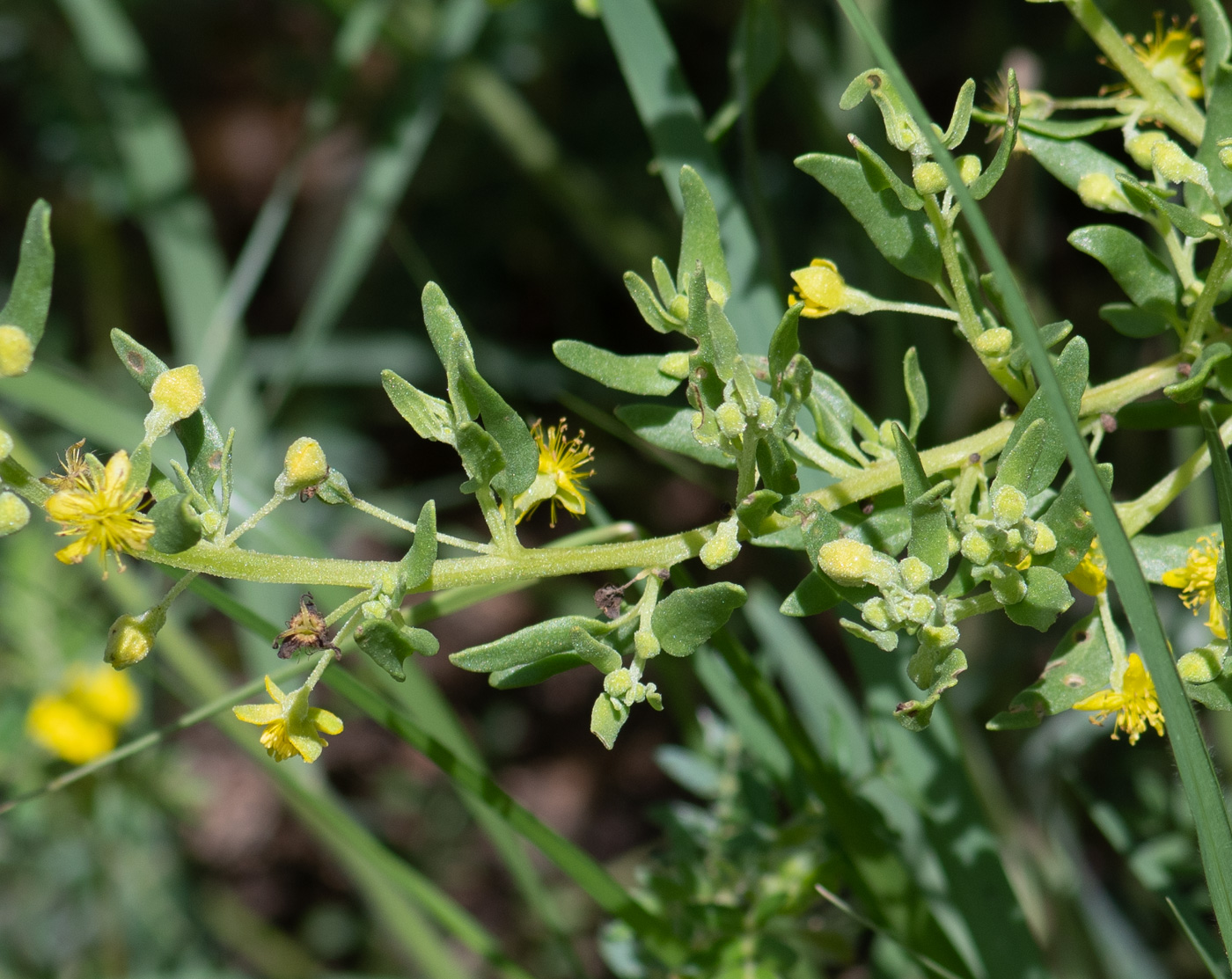 Изображение особи Tetragonia calycina.