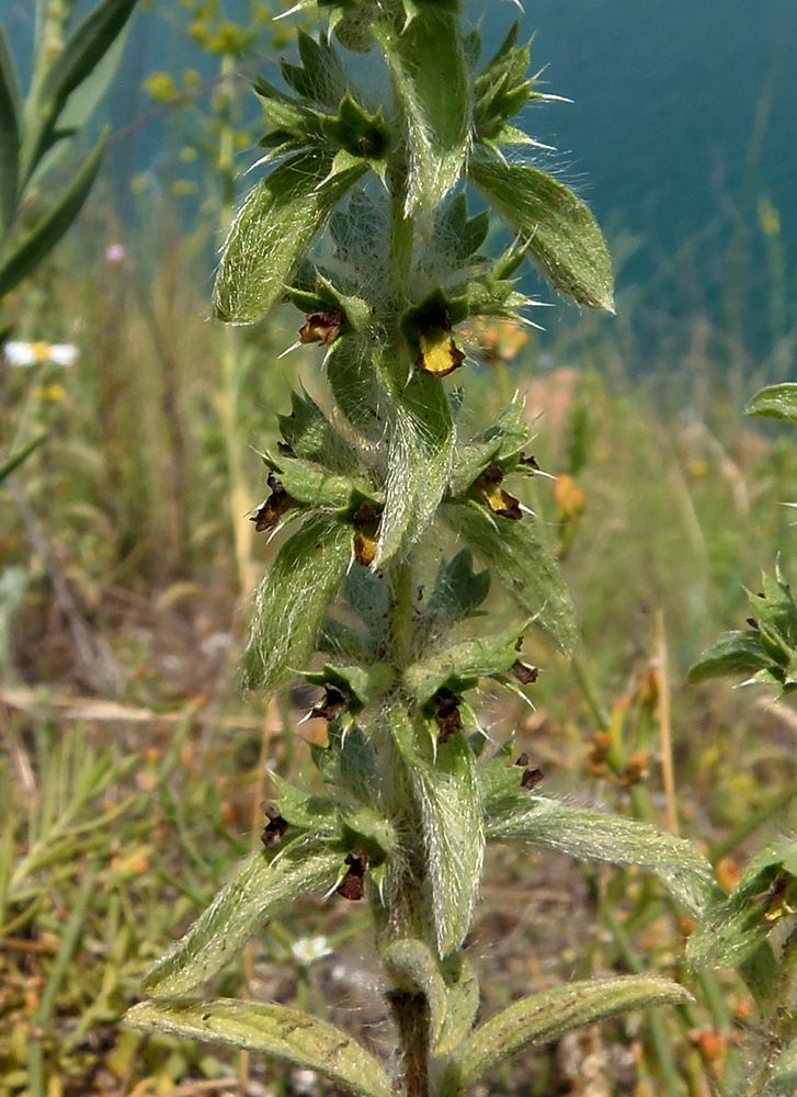 Image of Sideritis montana specimen.