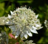 Astrantia major