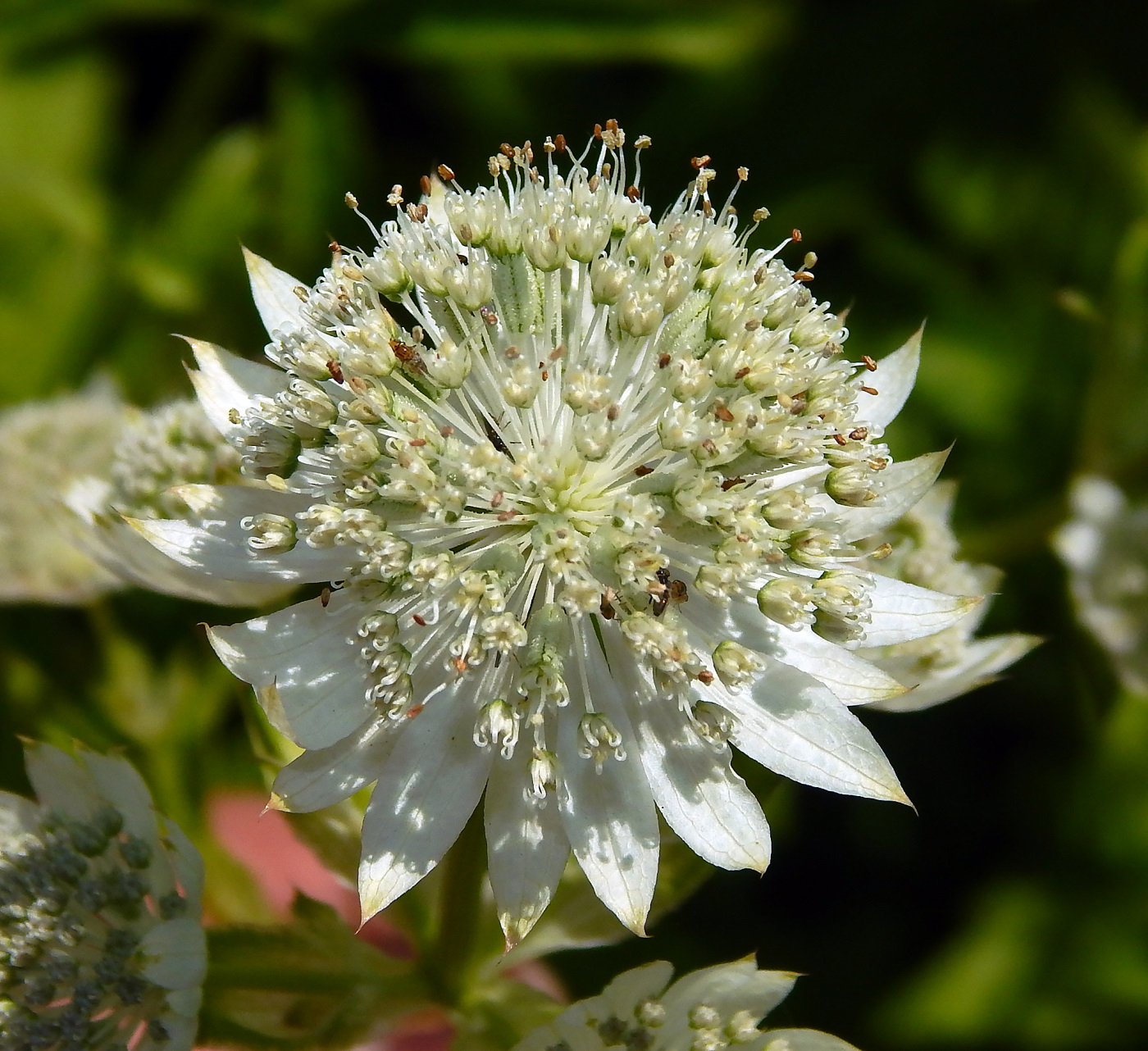 Image of Astrantia major specimen.