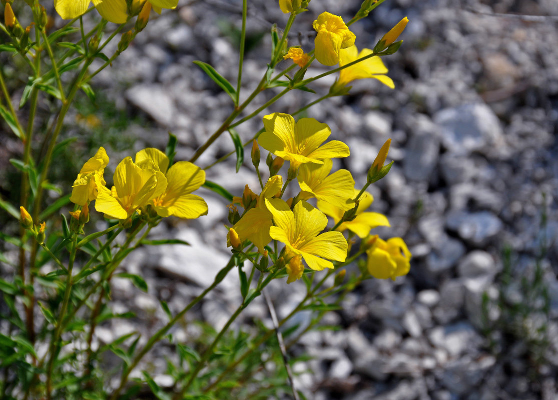 Изображение особи Linum ucranicum.