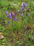 Campanula hohenackeri. Цветущее растение. Кабардино-Балкария, Эльбрусский р-н, окр. с. Нейтрино, ок. 1900 м н.у.м., каменистый склон. 08.07.2020.