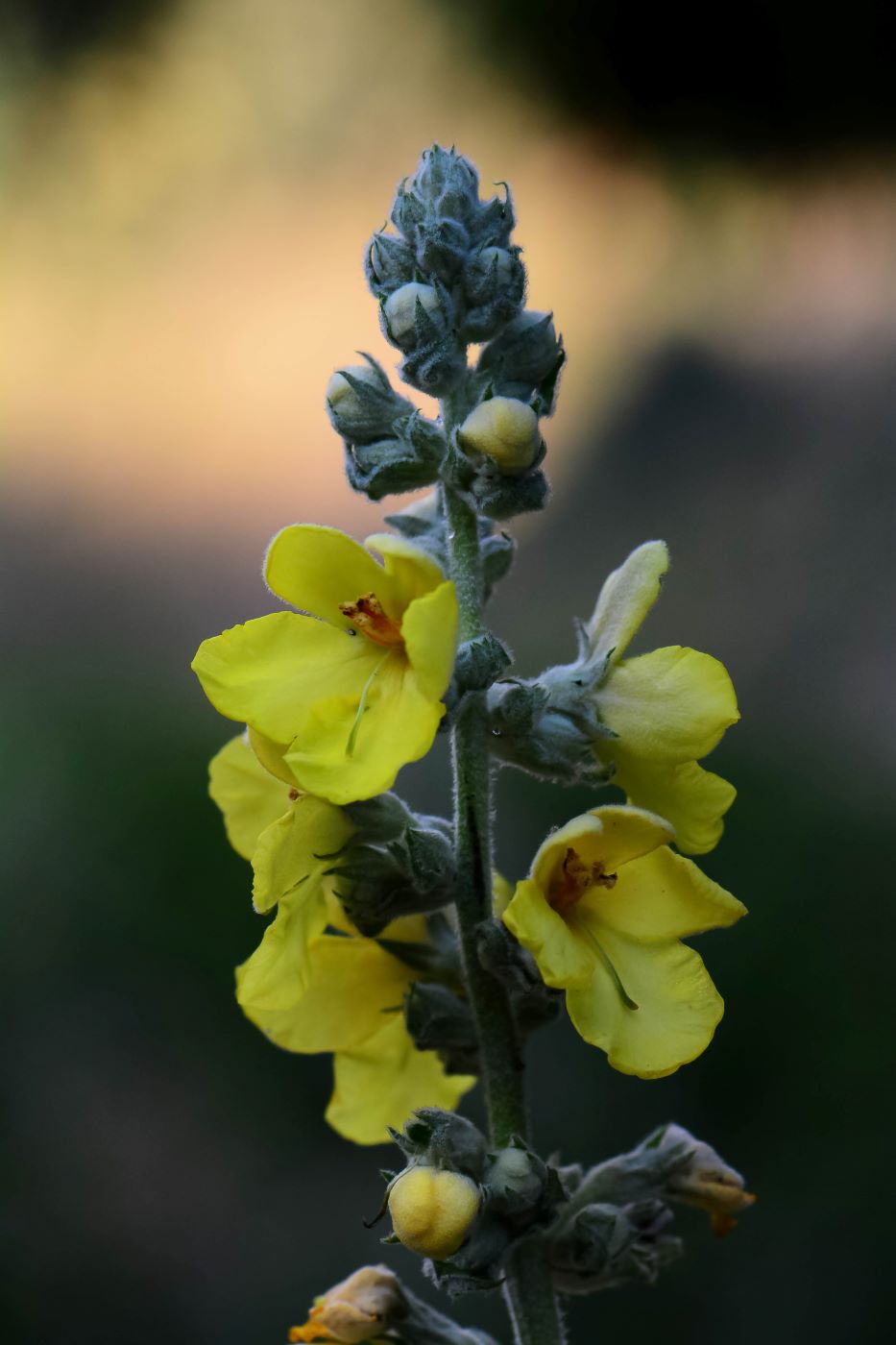 Изображение особи род Verbascum.