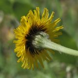Trommsdorffia maculata