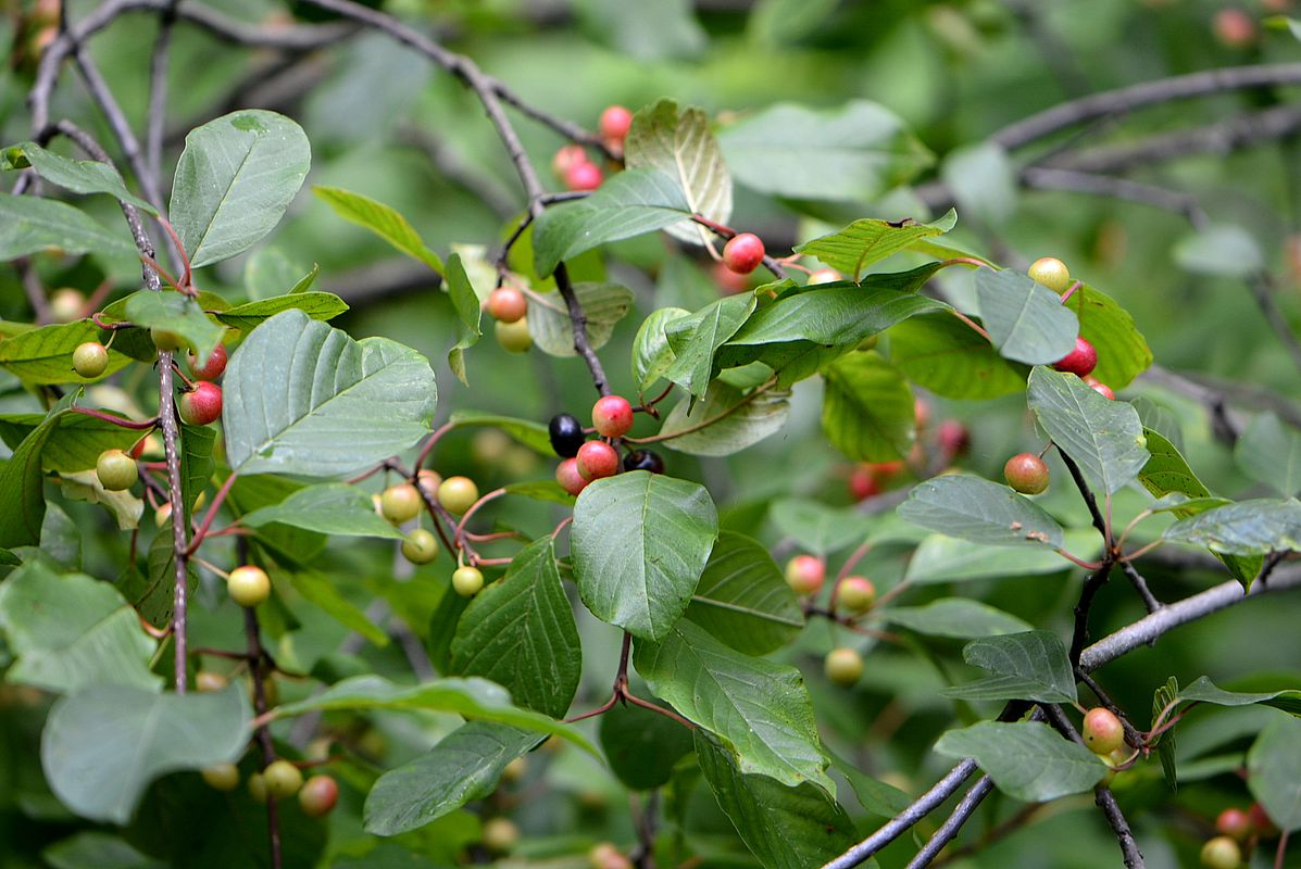 Изображение особи Frangula alnus.