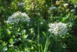 Allium ramosum