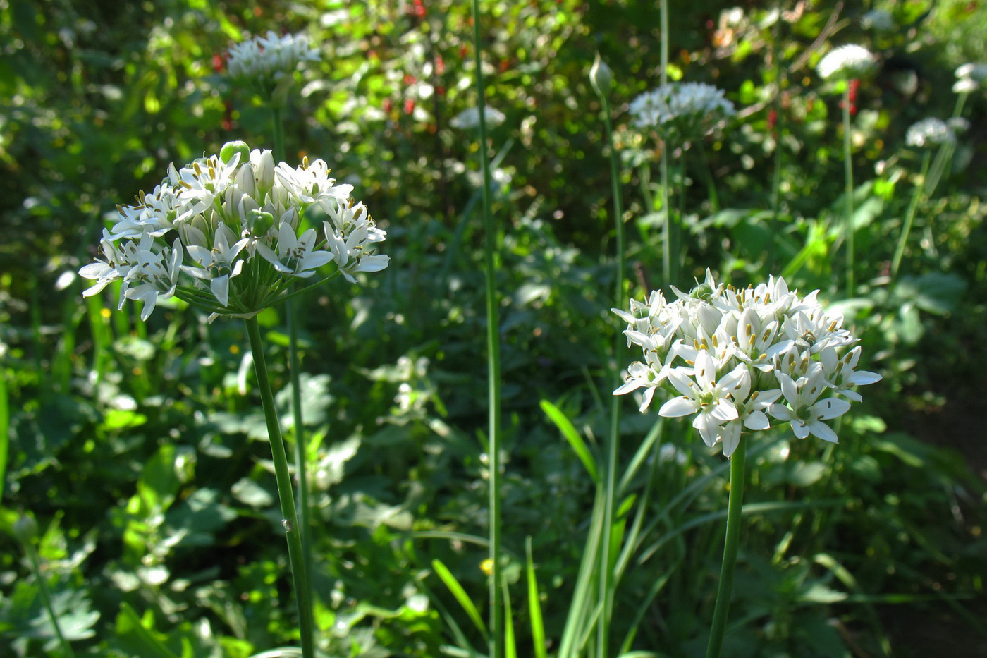 Image of Allium ramosum specimen.