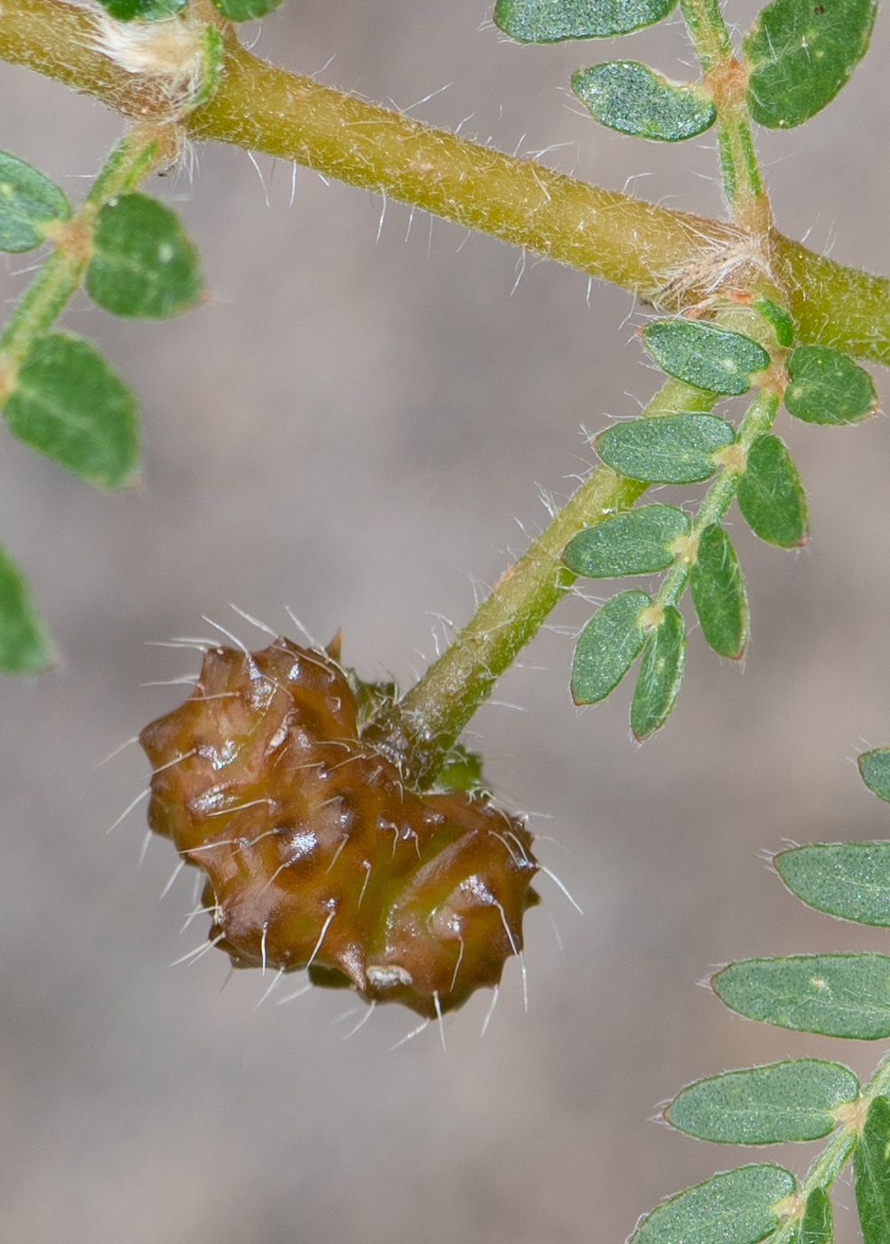 Image of Tribulus zeyheri specimen.